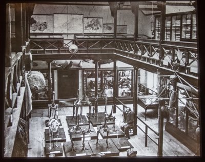 Moa skeletons udstilling, 1870 af Unknown